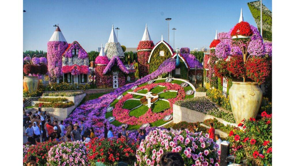 Dubai Miracle Garden je jedinečný kvetinový raj, ktorý každoročne fascinuje návštevníkov z celého sveta. Tento záhrada, nachádzajúca sa v Dubajlande, sa rozprestiera na ploche 72 000 m² a ponúka viac ako 150 miliónov kvetov rôznych druhov. Okrem nádherných kvetinových záhonov tu nájdete aj ikonické atrakcie ako letisko Airbus A380 pokryté kvetmi, obrovskú kvetinovú stenu dlhú takmer 1 kilometer a najväčšiu topiárovú sochu Mickeyho Mouse na svete.